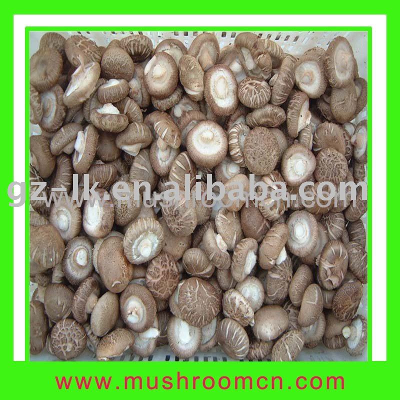 2011 hot sale fresh shiitake