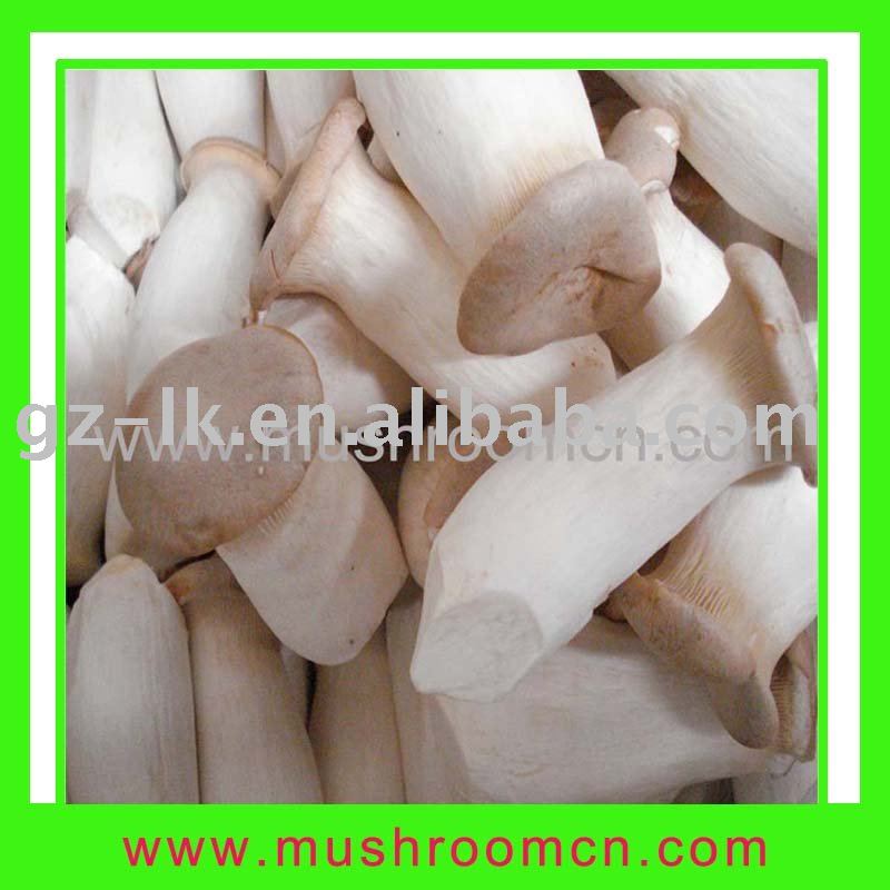 Hot sale good quality fresh mushroom