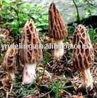 fresh willd morel