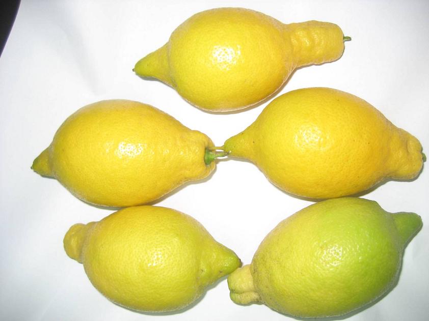 verna lemon,Egypt price supplier - 21food