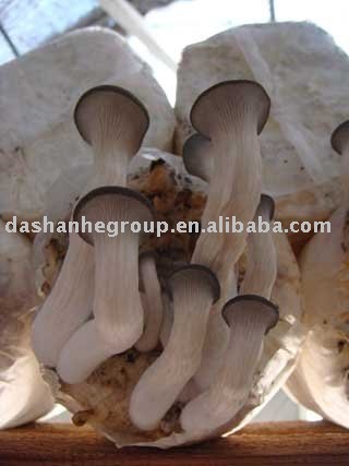 fresh pleurotus nebrodensis