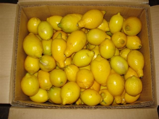 Egyptian lemon