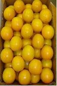  LEMON   EUREKA 