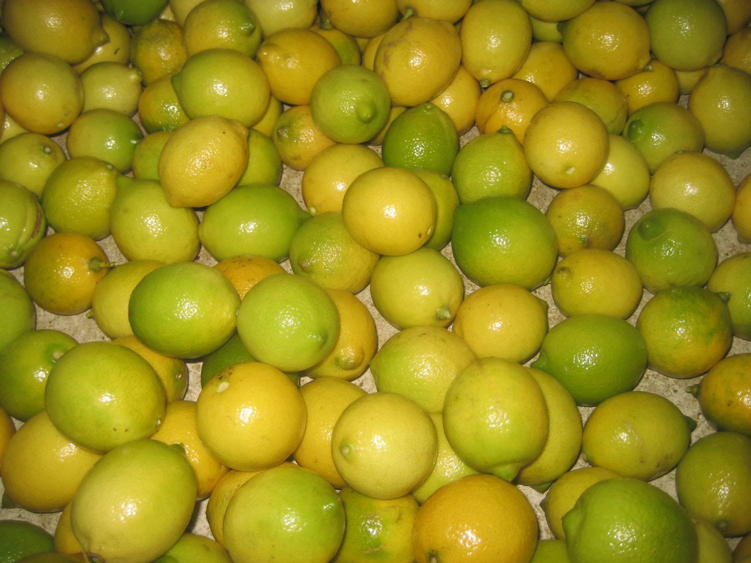 fresh Adalia