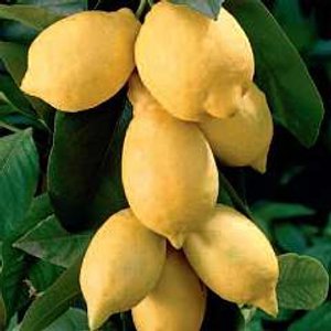 Eureka Lemon
