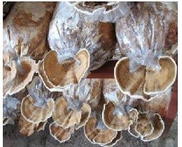 Coriolus versicolor