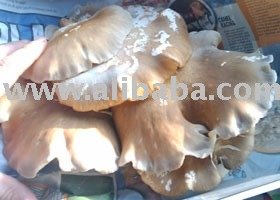 Fresh AUSTRALIAN NATIVE Oyster Mushroom