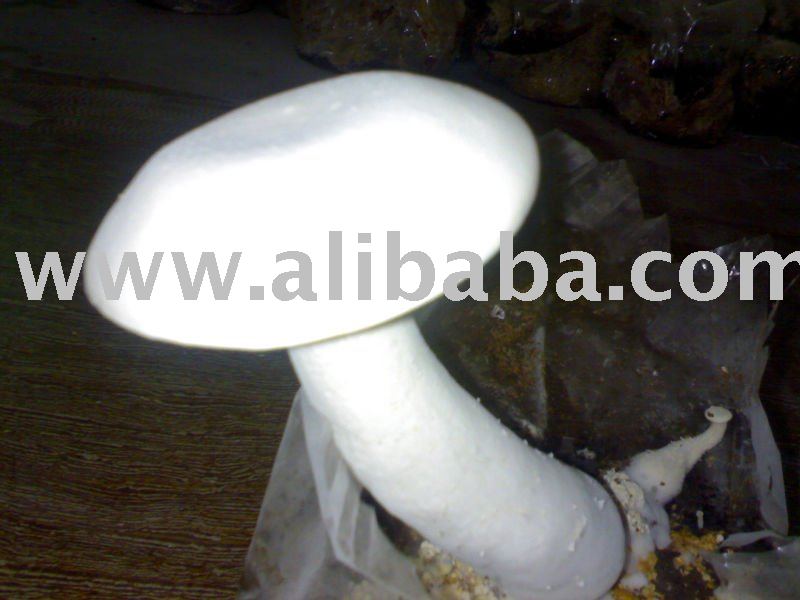 milky white mushroom