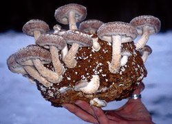 Shiitake Table Top Farm Mushroom Spawn