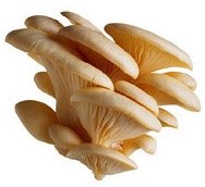 Oyster Mushrooms (Dried and Fresh)