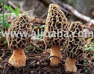  Wild  All Natural  Morel   Mushroom s