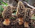  Fresh   Morel s