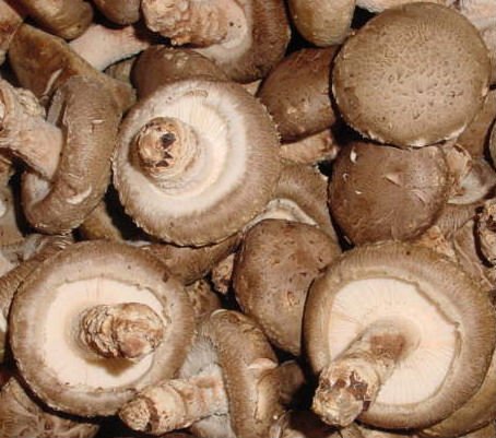  Fresh   Mushroom   Shiitake 