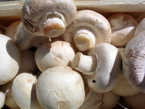 Close White Cup Mushrooms