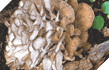 Mushrooms : Maitake Products