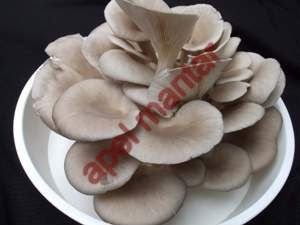 Oyster Mushroom