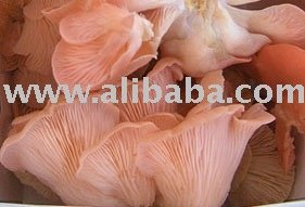 Fresh Australian Grown Colored Oysters, Pink, Yellow, White or Blue