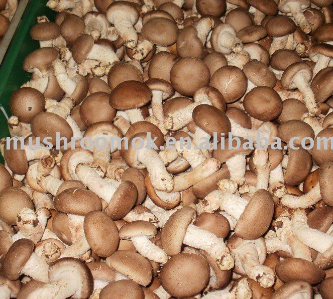 Fresh mushrooms ( 2010,10shiitake )