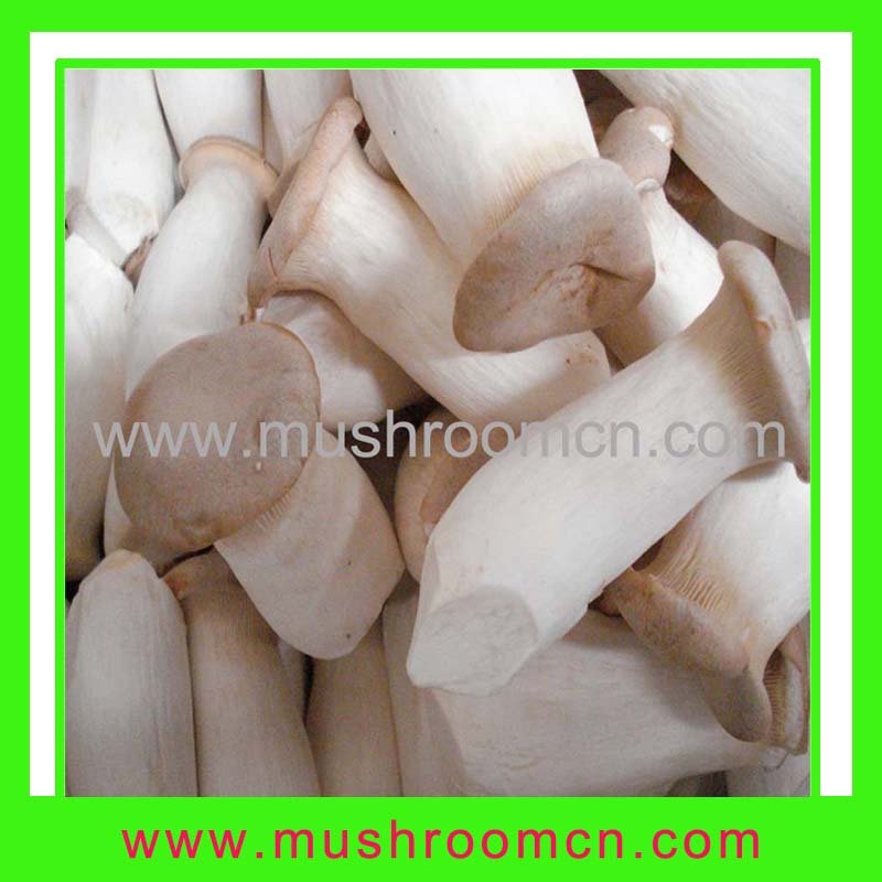 fresh pleurotus eryngii