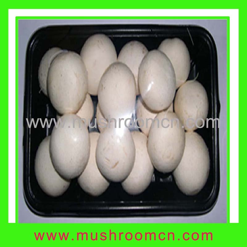  fresh   champignon 