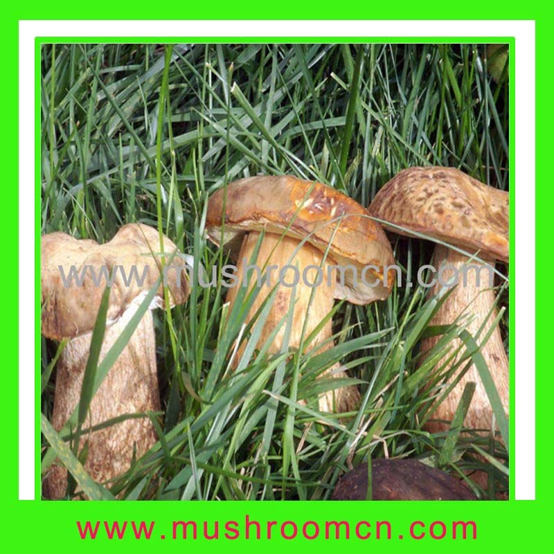 Wild  forest   mushrooms 