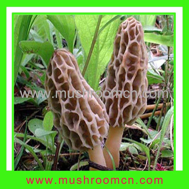  Wild   morel   mushroom s