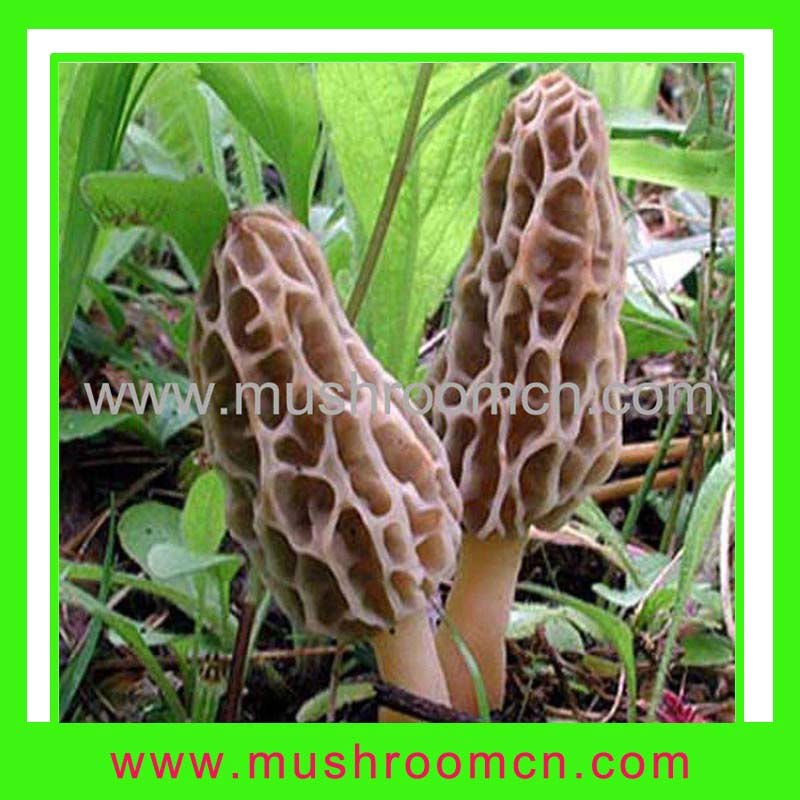 Fresh morel mushrooms,China LK price supplier 21food