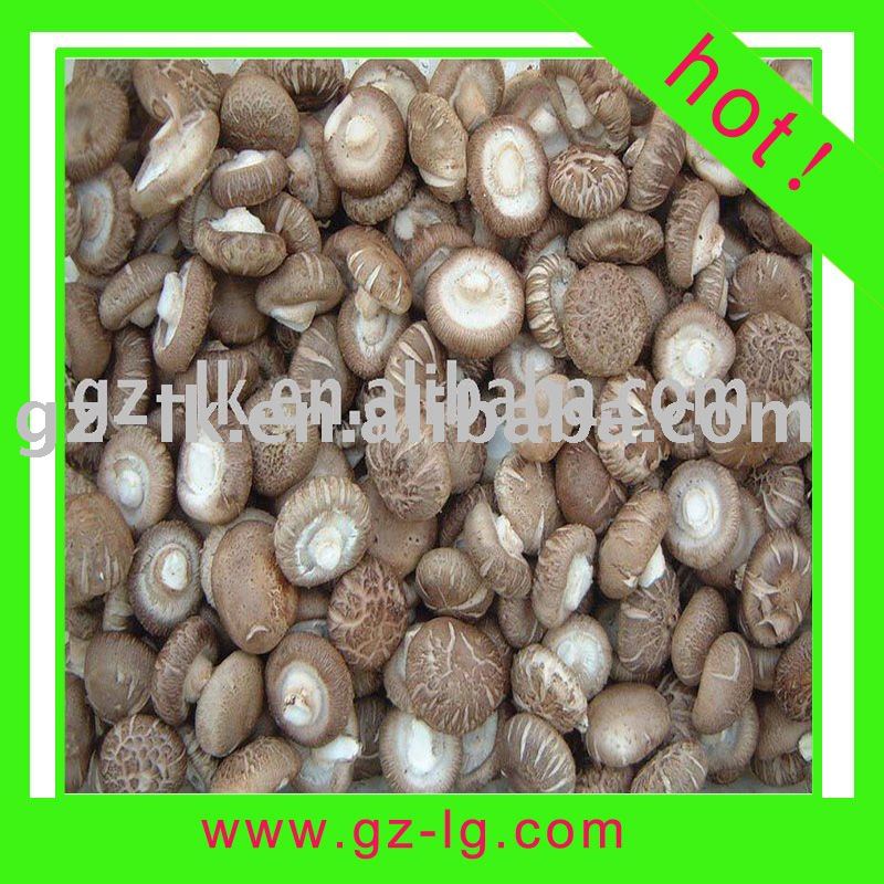 2011 hot sale Shiitake  spawn 