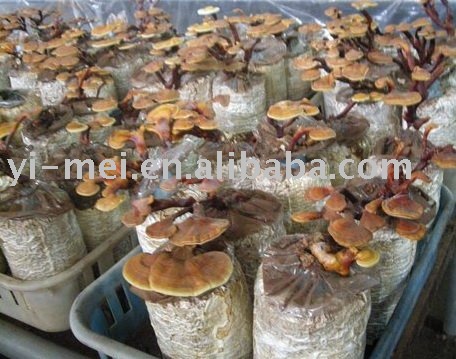  ganoderma   mushroom / reichi  spawn