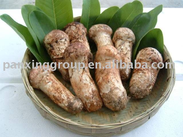 Wild Mushroom (Fresh Matsutake)