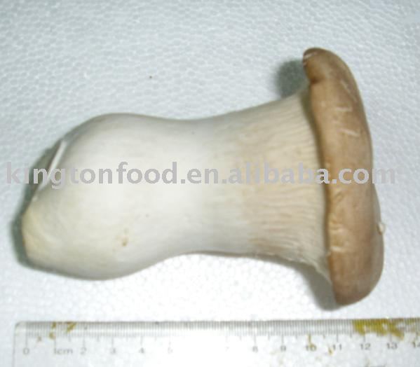  Fresh   King   Oyster   Mushroom 