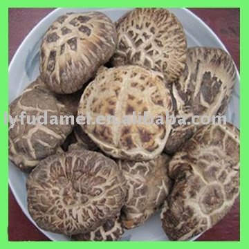 fresh  agriculture   mushroom 