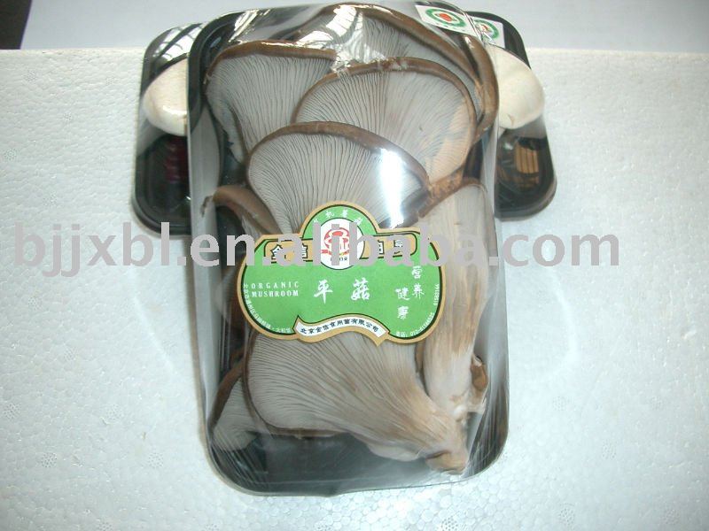 white pleurotus ostreatus mushroom