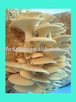  oyster   mushroom 