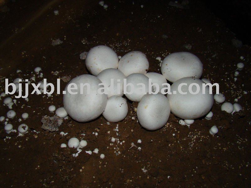 Button  Mushroom (grow  mushroom s)