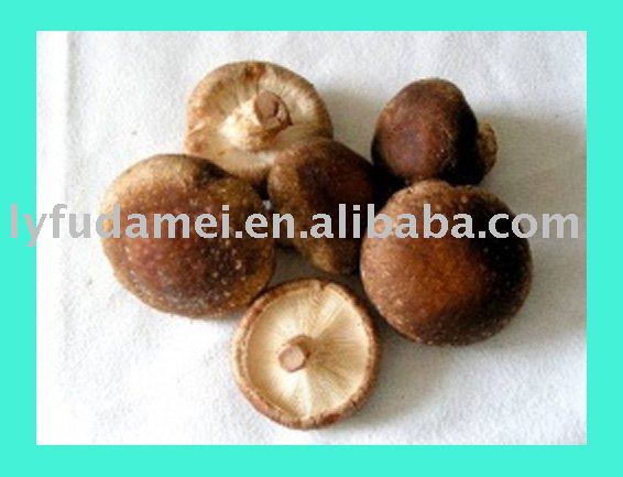 edible vegetable mushroom