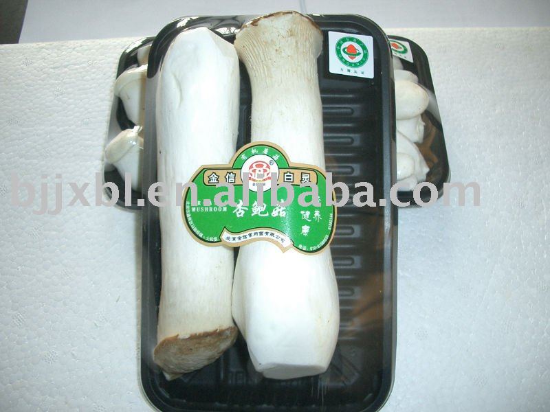 fresh  pleurotus Eryngii  mushroom
