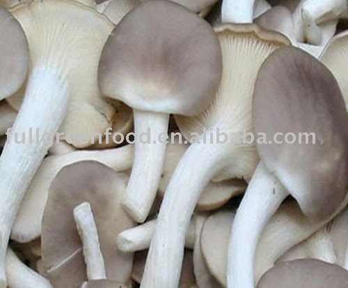Top Quality  Fresh   oyster   mushroom 
