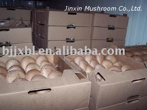 Brown Button Mushroom(grow mushrooms)