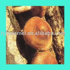 agricultural food mushroom