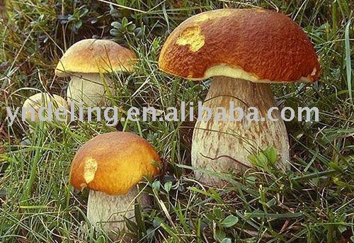  fresh   boletus 
