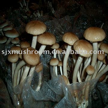 Agrocybe cylindracea