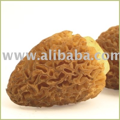 Fresh Morel Mushroom