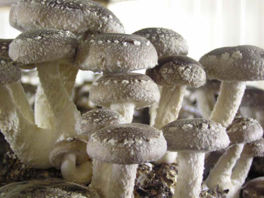 Shiitake Fresh And Dry