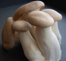 Fresh Australian Grown King Oyster  Mushroom