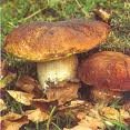 funghi