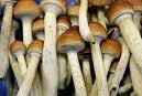 magic mushrooms