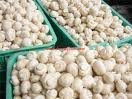  fresh   champignon 