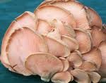  oyster   mushroom   spawn 