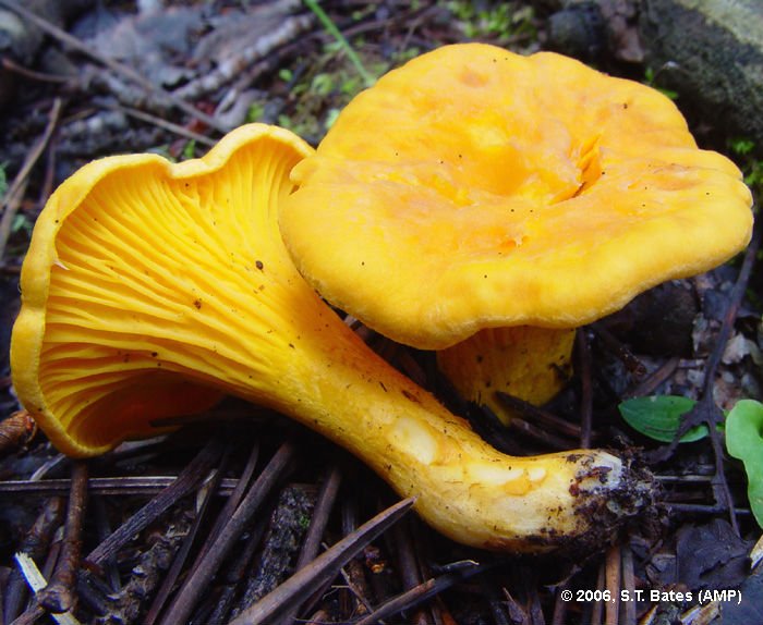 Fresh Cantharellus Cibarius Mushrooms